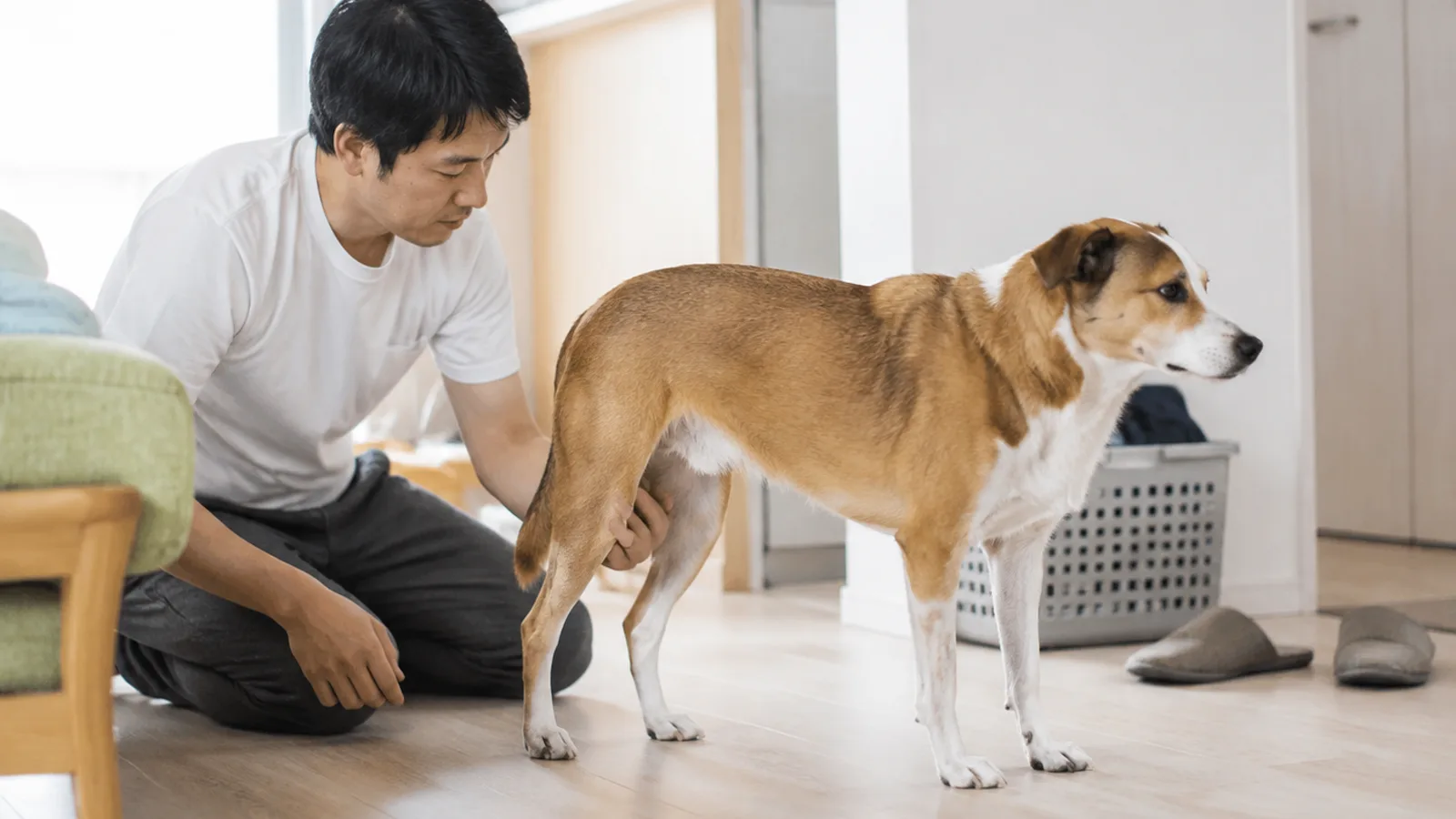 床で中型ミックス犬の後ろ足に手のひらを当てて様子を確かめる男性