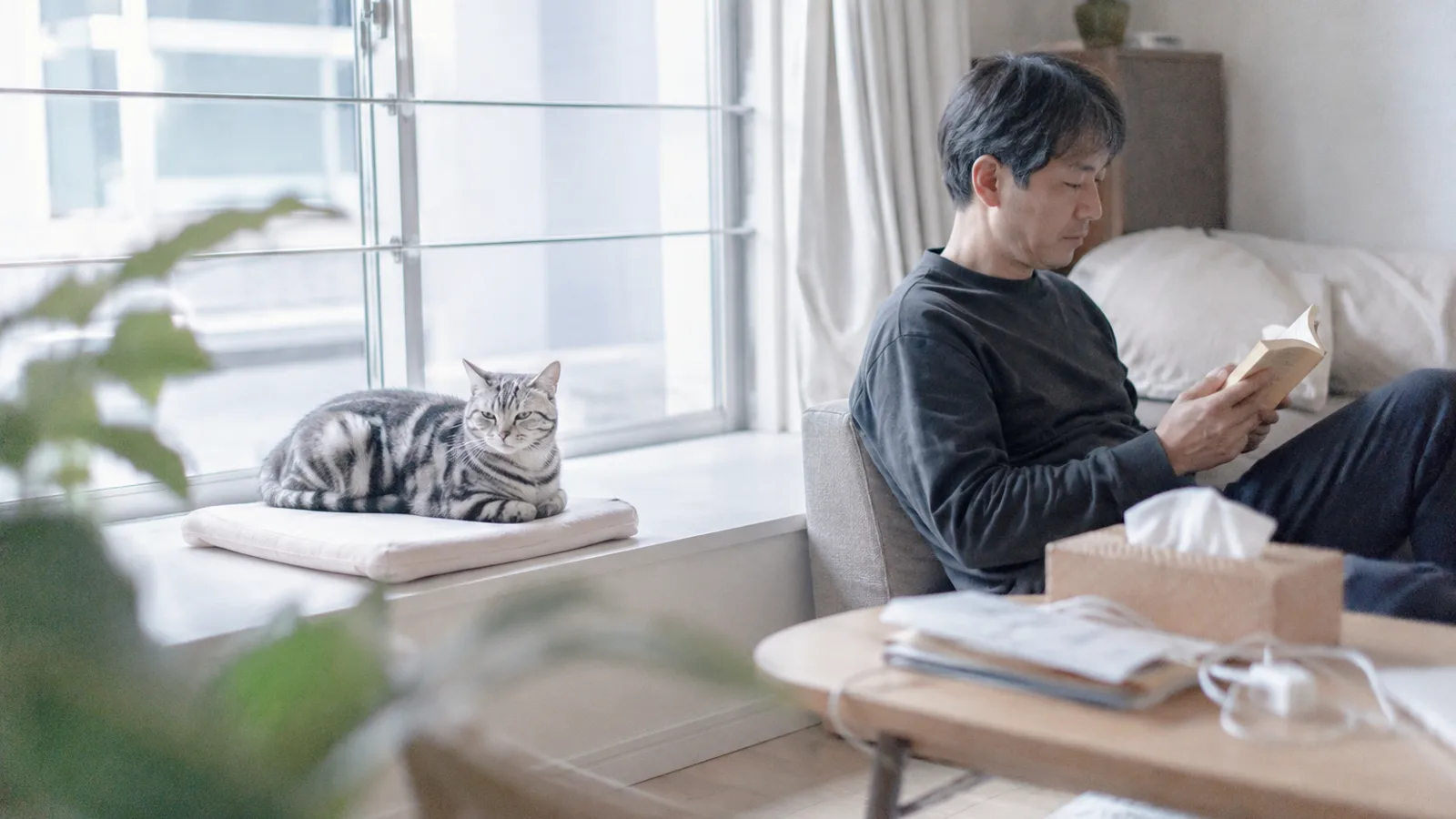窓ぎわのクッションで伏せる成猫のシルバータビーと、後ろのソファで本を読む男性
