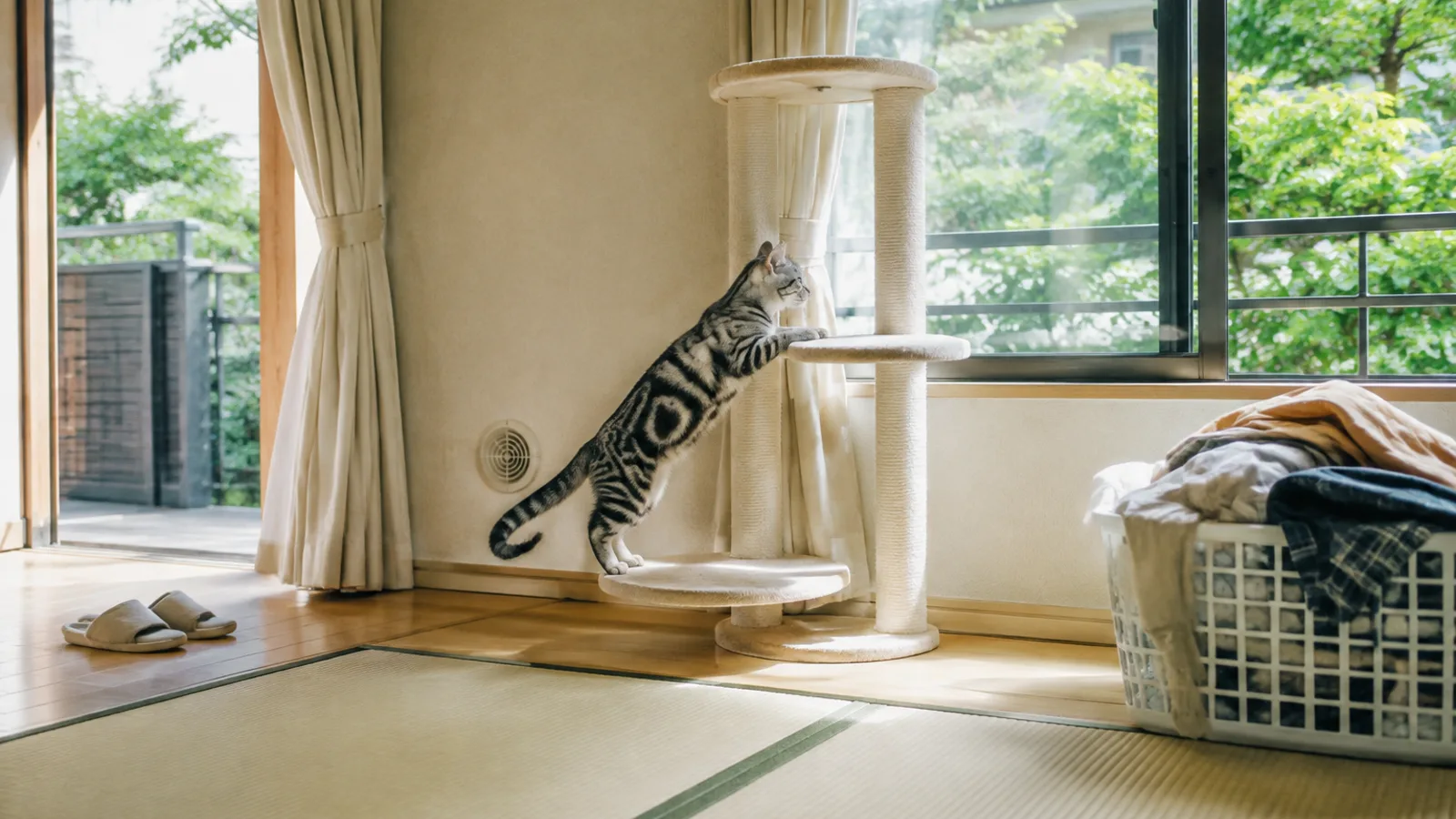 窓ぎわのキャットタワーの下の段に立ち、前足を上の段にかけて登ろうとしているシルバータビーの猫。右に洗濯かご