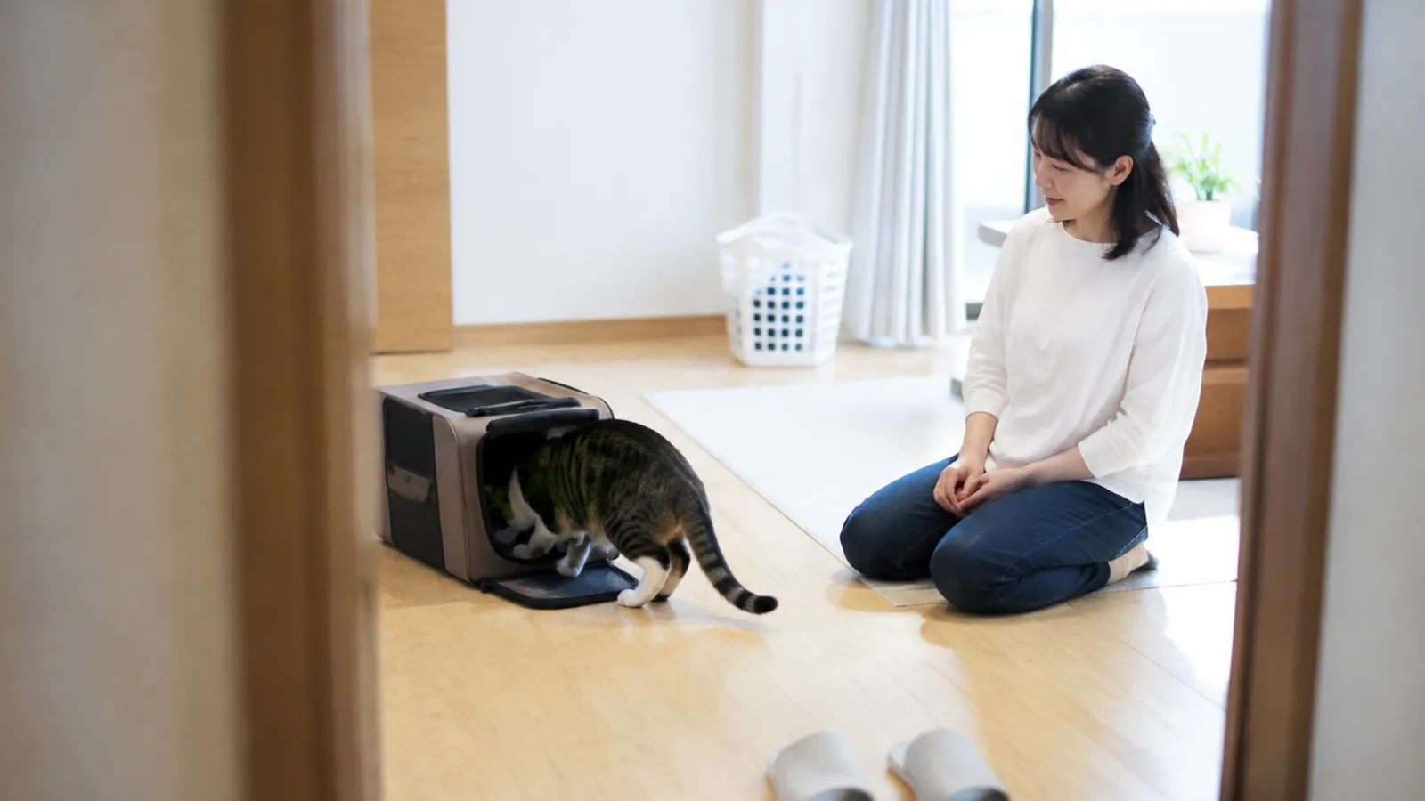 床に置いた扉の開いた布製キャリーに自分から頭を入れるキジトラ白の猫と、少し離れて床に座って見守る女性