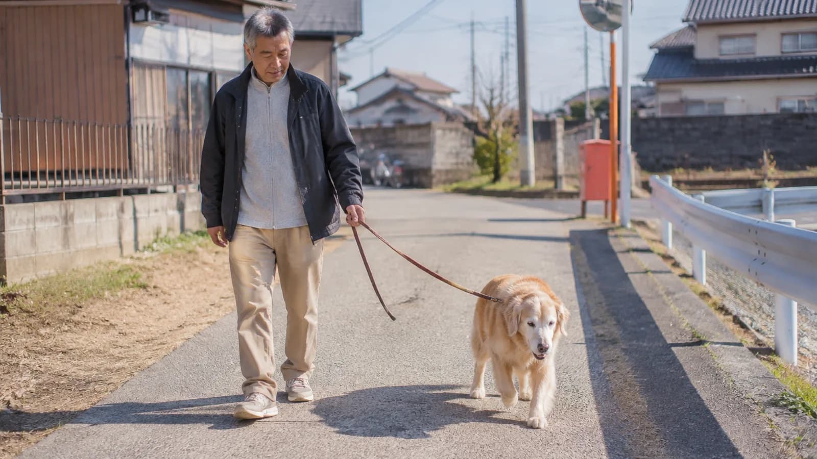 日なたの道をゆっくり歩く、口吻のまわりが灰白色のゴールデン・レトリーバーと、リードを持って隣を歩く男性