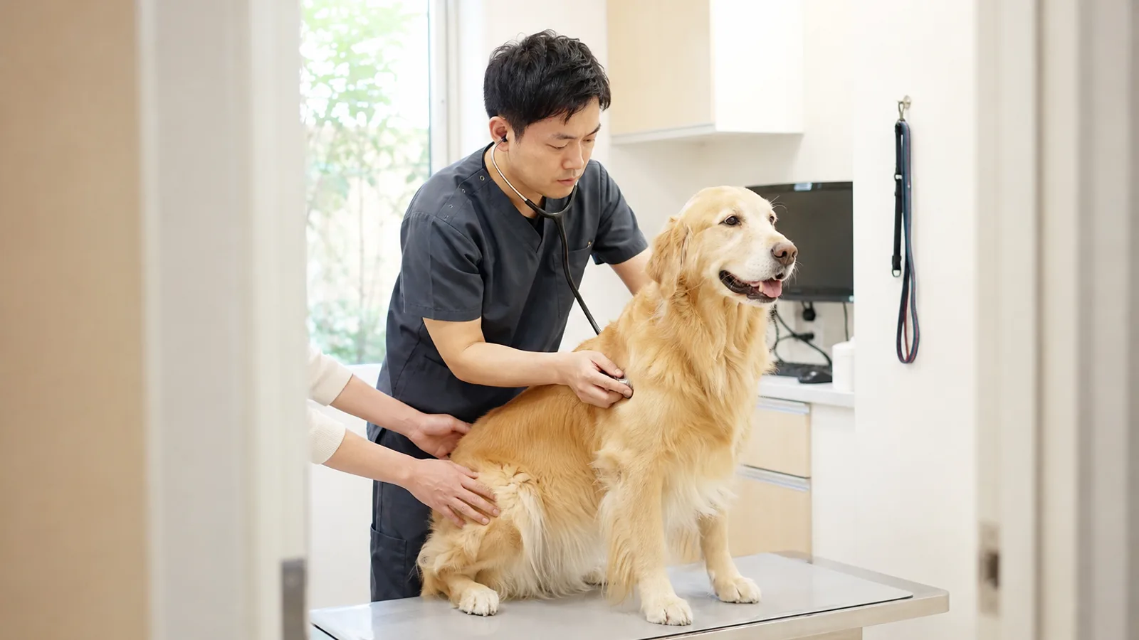 診察台に立つゴールデン・レトリーバーの胸に聴診器を当てる獣医師と、犬の体を支える飼い主の手